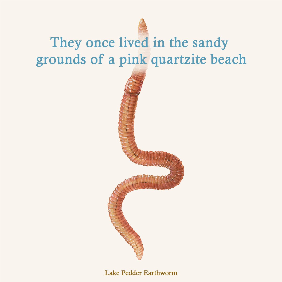 SamiBayly's tweet photo. Some powerful insights into some of the special animals from my new extinct book. 
Swipe across and have a read. https://t.co/DkPbYLazSr