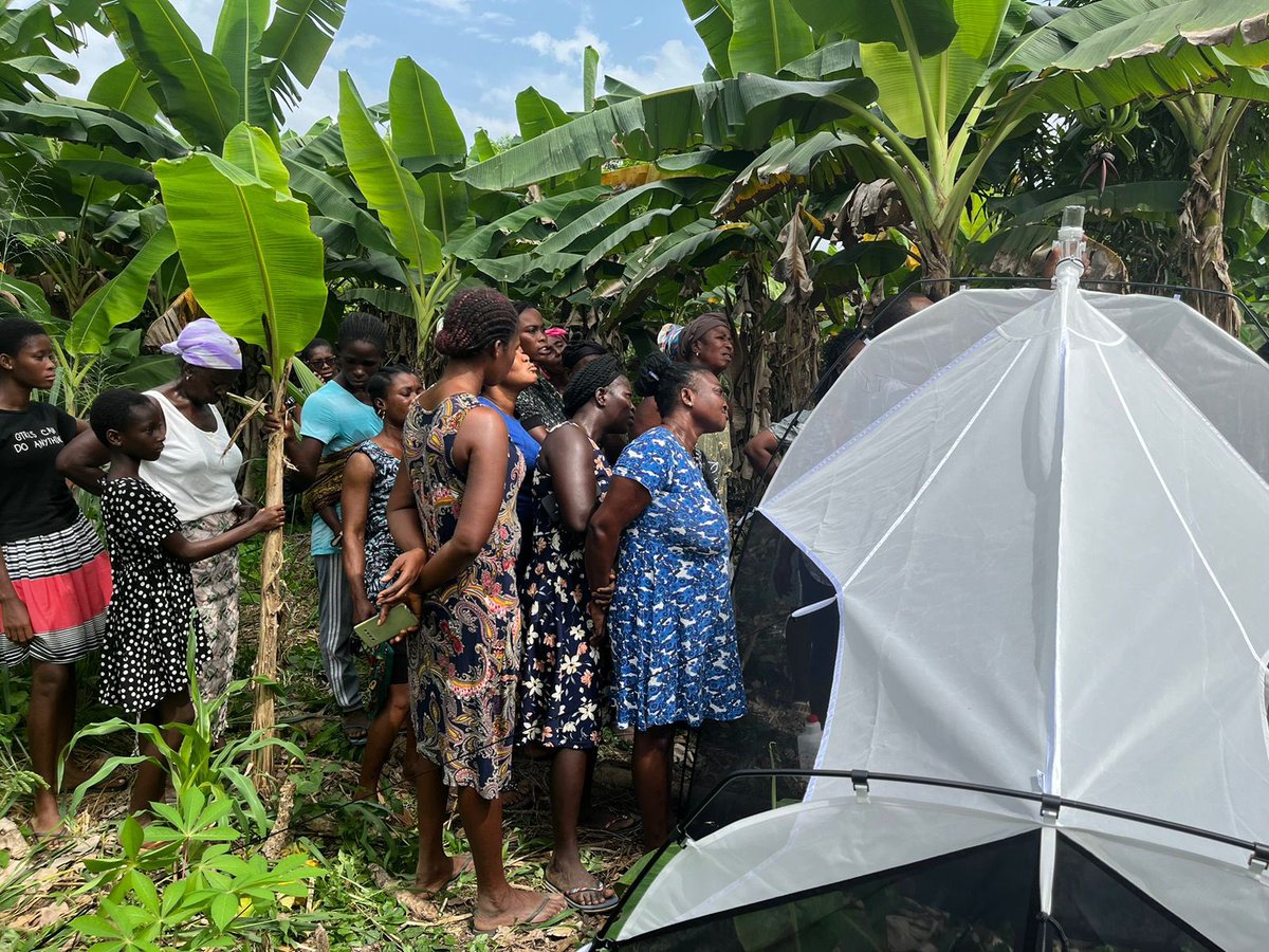 acdblab's tweet image. With Pipie and Obo communities now equipped with Malaise Traps, deployment around Lake Bosomtwe is a wrap! Looking forward to starting sample collection soon. 
#BiodiversityData #NbSProject