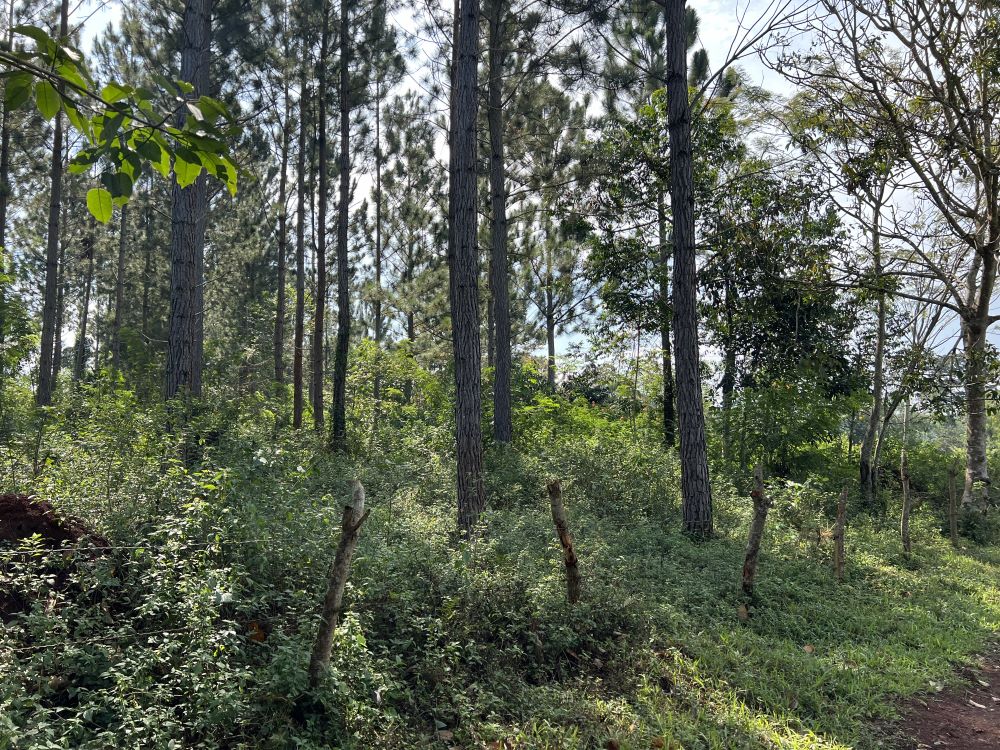 spotlistings's tweet photo. "Uganda Investment Opportunity!

190 acres, Mukono District
12km from Mukono town
Cottages, water, electricity
Private mailo title
Ideal for agriculture, campsite, country home
Ush60M/acre!

#UgandaRealEstate #Investment #CommercialLand" https://t.co/BI4K2dLy4W