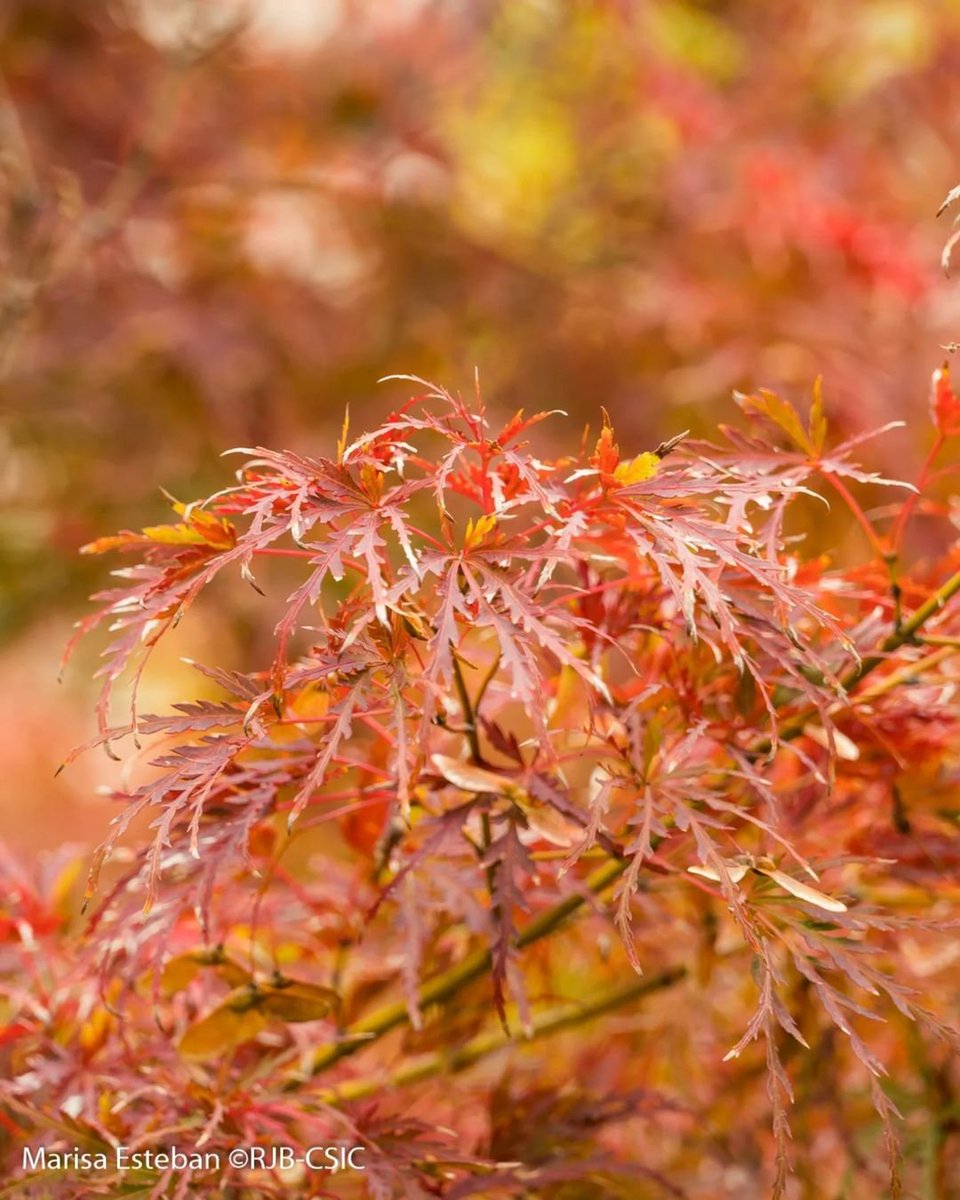 Y, como todos los otoños, sucumbimos al encanto de los arces japoneses (Acer palmatum).
#OtoñoRJB