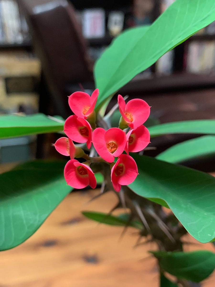 SID_YAMA's tweet photo. ハナキリンが花を咲かせました！
今年はこれが最後かな。
年に何度も花を咲かせてくれるから嬉しいね。
育て始めてから倍くらいの大きさになったけど、まだ1度も植え��えをしてない。
それでもずっと生き生きしてる。
コイツはほんと強い。 https://t.co/imFRI2zoIc