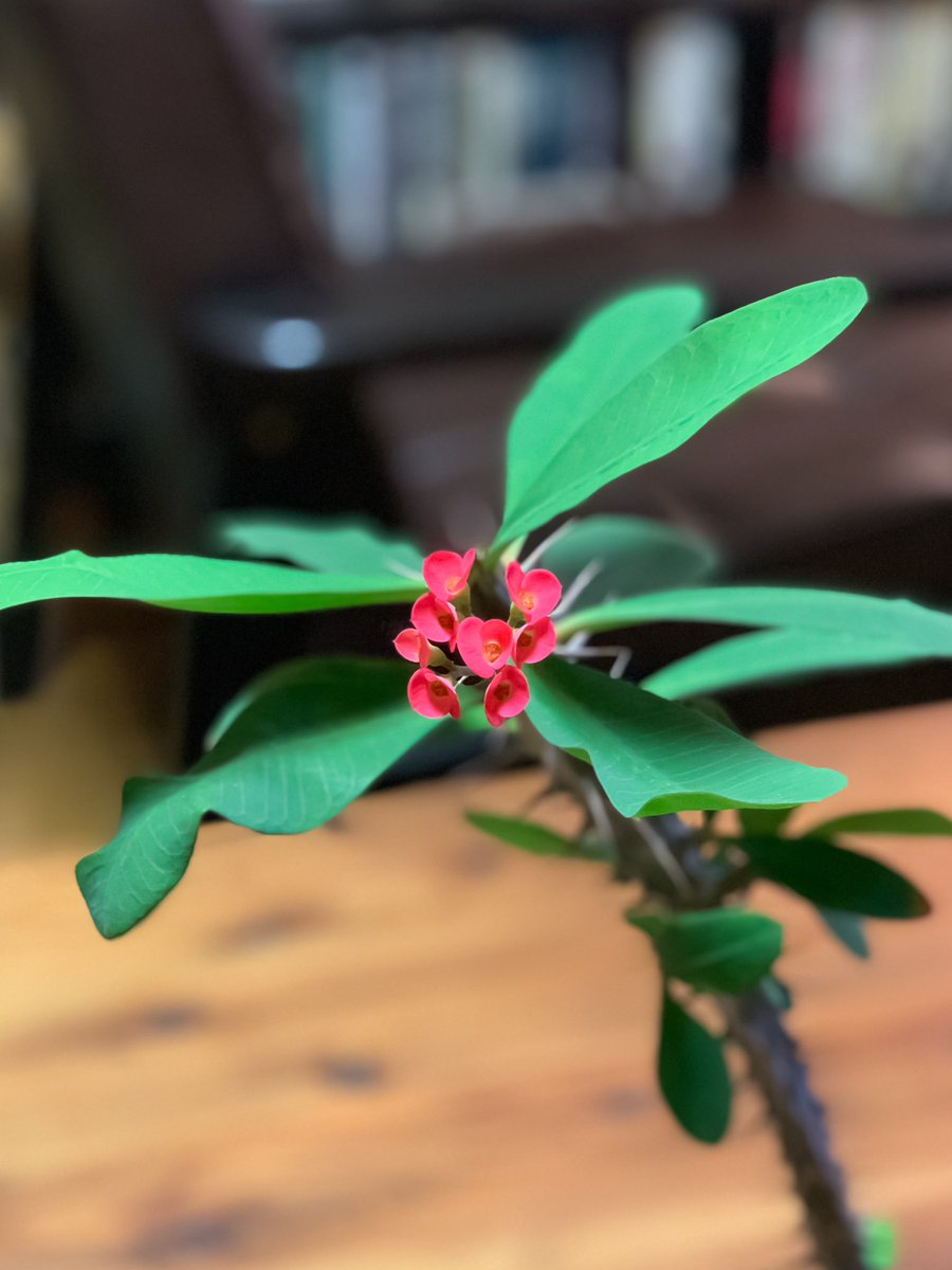 SID_YAMA's tweet photo. ハナキリンが花を咲かせました！
今年はこれが最後かな。
年に何度も花を咲かせてくれるから嬉しいね。
育て始めてから倍くらいの大きさになったけど、まだ1度も植え��えをしてない。
それでもずっと生き生きしてる。
コイツはほんと強い。 https://t.co/imFRI2zoIc