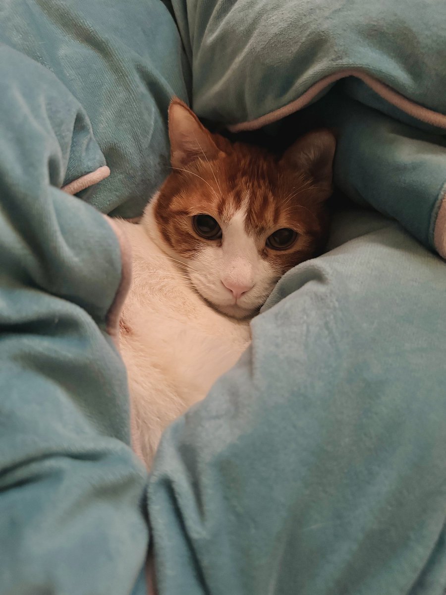 추워서 이불로 꽁꽁 감싼녀석