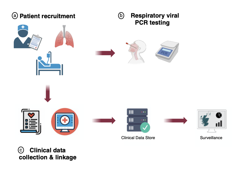 Antonia Ho (@drtoniho) on Twitter photo 📣1st paper from <a href="/CharismaStudy/">CHARISMA Study</a> now in Journal of Infection!
Near real-time severe acute respiratory illness surveillance characterising #flu and #COVID19 epidemiology in hospitalised adults, 2021-22
doi.org/10.1016/j.jinf…
<a href="/P_H_S_Official/">Public Health Scotland</a> <a href="/CVRinfo/">MRC-Uni of Glasgow Centre for Virus Research</a> <a href="/NHSGGC/">NHS Greater Glasgow and Clyde</a> <a href="/GlasgowCRF/">GlasgowCRF</a>
A🧵/ 📣1st paper from <a href="/CharismaStudy/">CHARISMA Study</a> now in Journal of Infection!
Near real-time severe acute respiratory illness surveillance characterising #flu and #COVID19 epidemiology in hospitalised adults, 2021-22
doi.org/10.1016/j.jinf…
<a href="/P_H_S_Official/">Public Health Scotland</a> <a href="/CVRinfo/">MRC-Uni of Glasgow Centre for Virus Research</a> <a href="/NHSGGC/">NHS Greater Glasgow and Clyde</a> <a href="/GlasgowCRF/">GlasgowCRF</a>
A🧵/