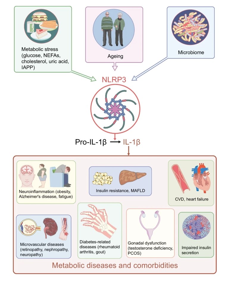 Diabetologia tweet media