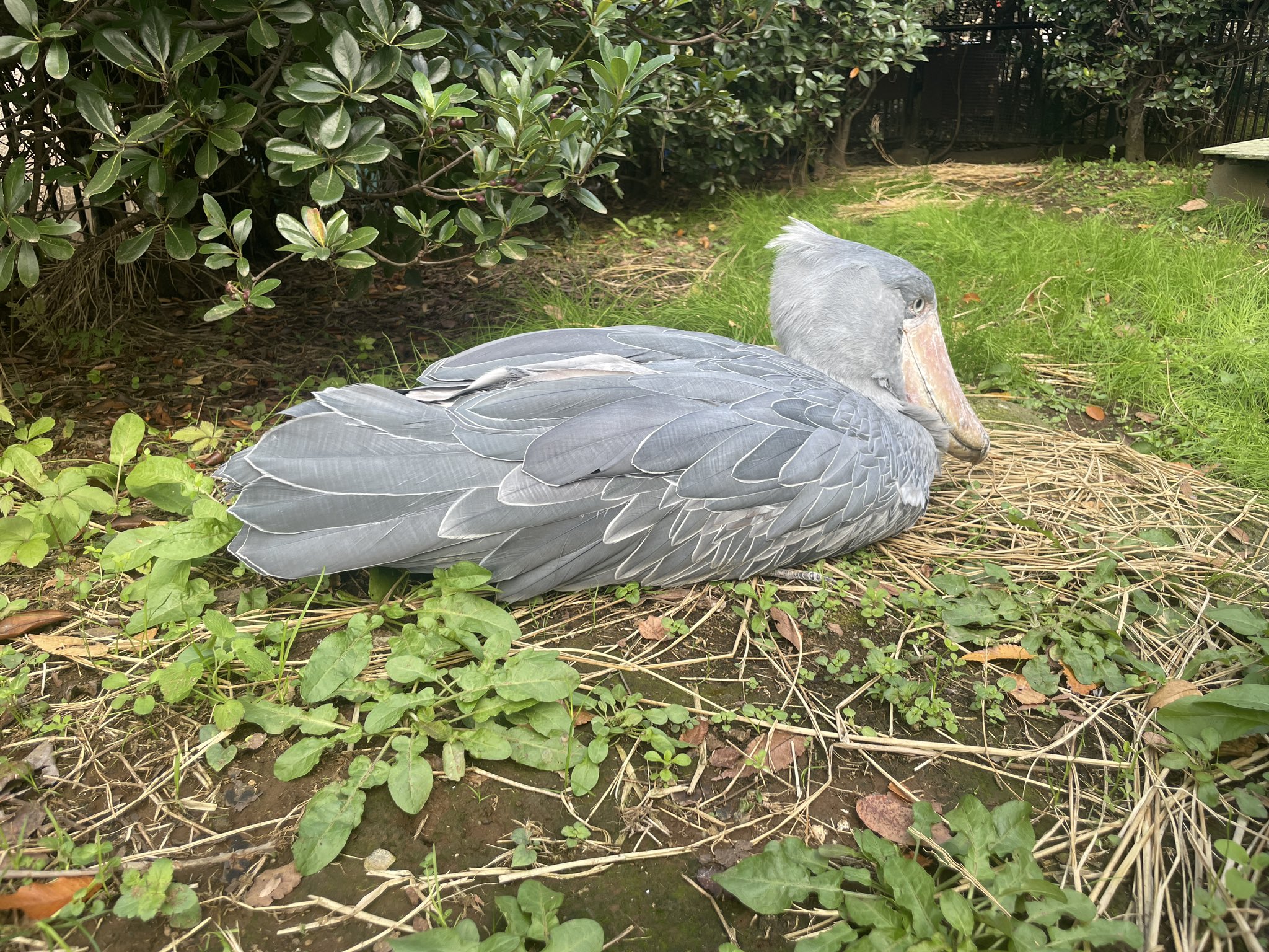 千葉市動物公園【公式】 on X: 