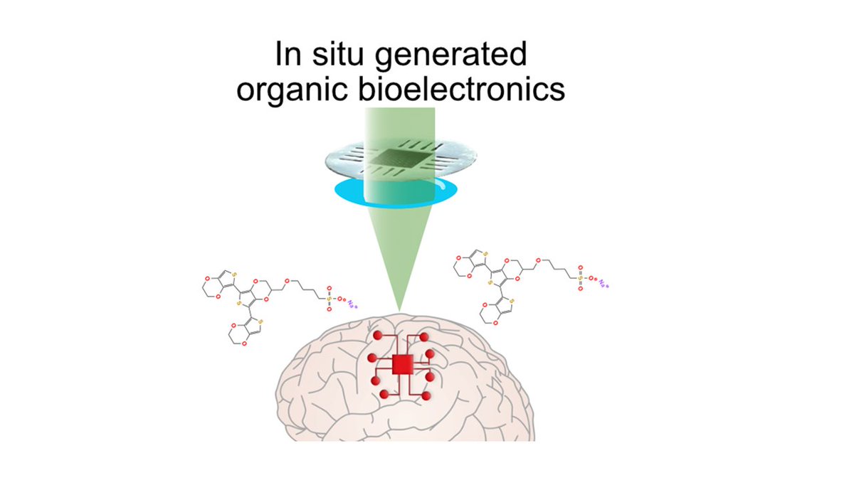 Happy to share our new publication in <a href="/WileyGlobal/">Wiley</a>  Advanced Science where we for the first time demonstrate spatial controlled in vivo formation of bioelectronic using photopatterning. 
doi.org/10.1002/advs.2…
<a href="/NanoLund/">NanoLund</a> <a href="/lunduniversity/">Lund University</a> <a href="/MultiparkL/">MultiPark at LundU</a> <a href="/BioelDrop/">Bioelectronics Drop</a>