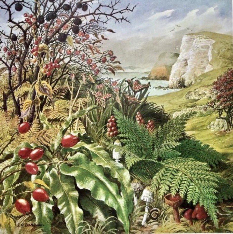 Helen Day (@lbflyawayhome) on Twitter photo Other work by the Ladybird artists
βNovember on the Dorset Coastβ
Whitbread calendar 1971
Artist: SR Badmin Other work by the Ladybird artists
βNovember on the Dorset Coastβ
Whitbread calendar 1971
Artist: SR Badmin