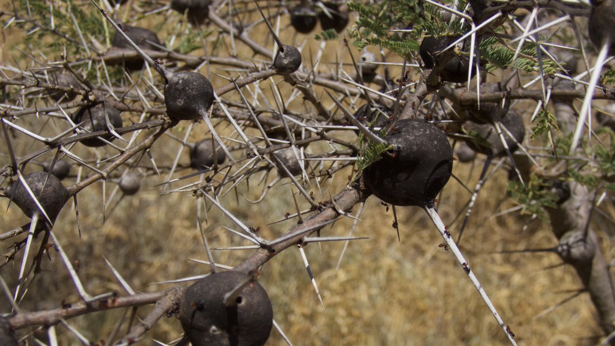 mpala_rc's tweet photo. #DidYouKnow that Vachellia drepanolobium acacia trees have a strong mutualistic with ants? Acacia trees produce thorns as well as nectar to house and feed acacia ants. In return, these ants defend their acacia hosts from elephants. #ScienceSpotlight https://t.co/9X43E0ClDY