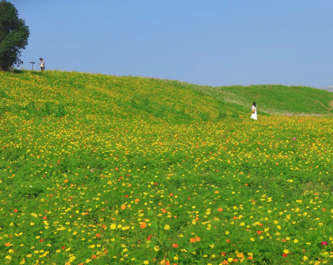 DiscoverYuhang's tweet photo. 🍂 #Autumnvibes are in full swing, and the "Altay Yuhang Flower Fields" are blooming again! White, purple, and yellow cosmos flowers blanket the hillside, perfectly mixed with the lush green grass. Come soak in the gentle beauty of fall! 🌼👫 #AutumnOuting #Yuhang https://t.co/AJCEPT5pYi