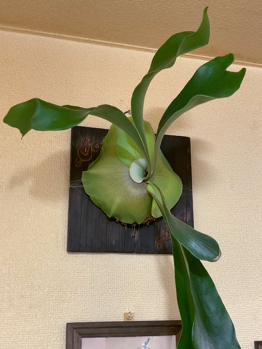 SID_YAMA's tweet photo. ネザーランドもなかなかの成長を見せています。
4枚目は買って板付けをした日の画像の切り抜き。
約10ヶ月でここまで貯水葉が育ちました。
胞子葉はもともと下に伸びているのを3枚くらい剪定しましたが、上に伸びているのは新しく生えてきたもの。
ビカクシダは成長がわかりやすくて面白い。 https://t.co/T60ceRikhv