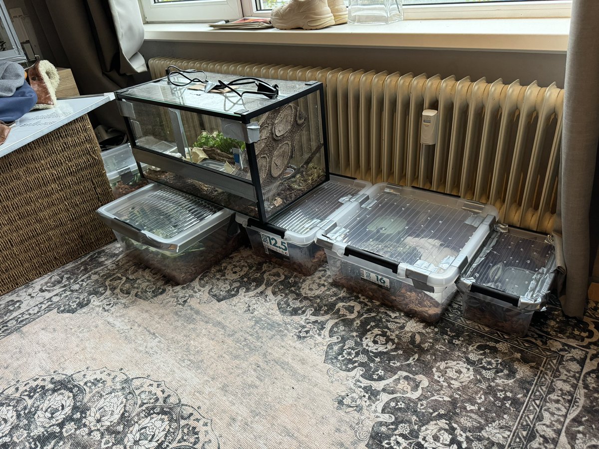 We gaan verhuizen en juist vandaag besluit onze sterkste slang dat hij absoluut niet uit zn hoekje wil. Onmogelijk, we proberen al sinds gisterenavond zonder succes. De rest lekker bij de verwarming in verhuisbakken