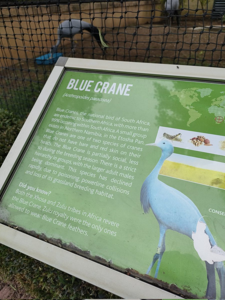 GiveawayGoat's tweet photo. Our National bird - Blue Crane

It is beautiful https://t.co/iMTvVrDASc