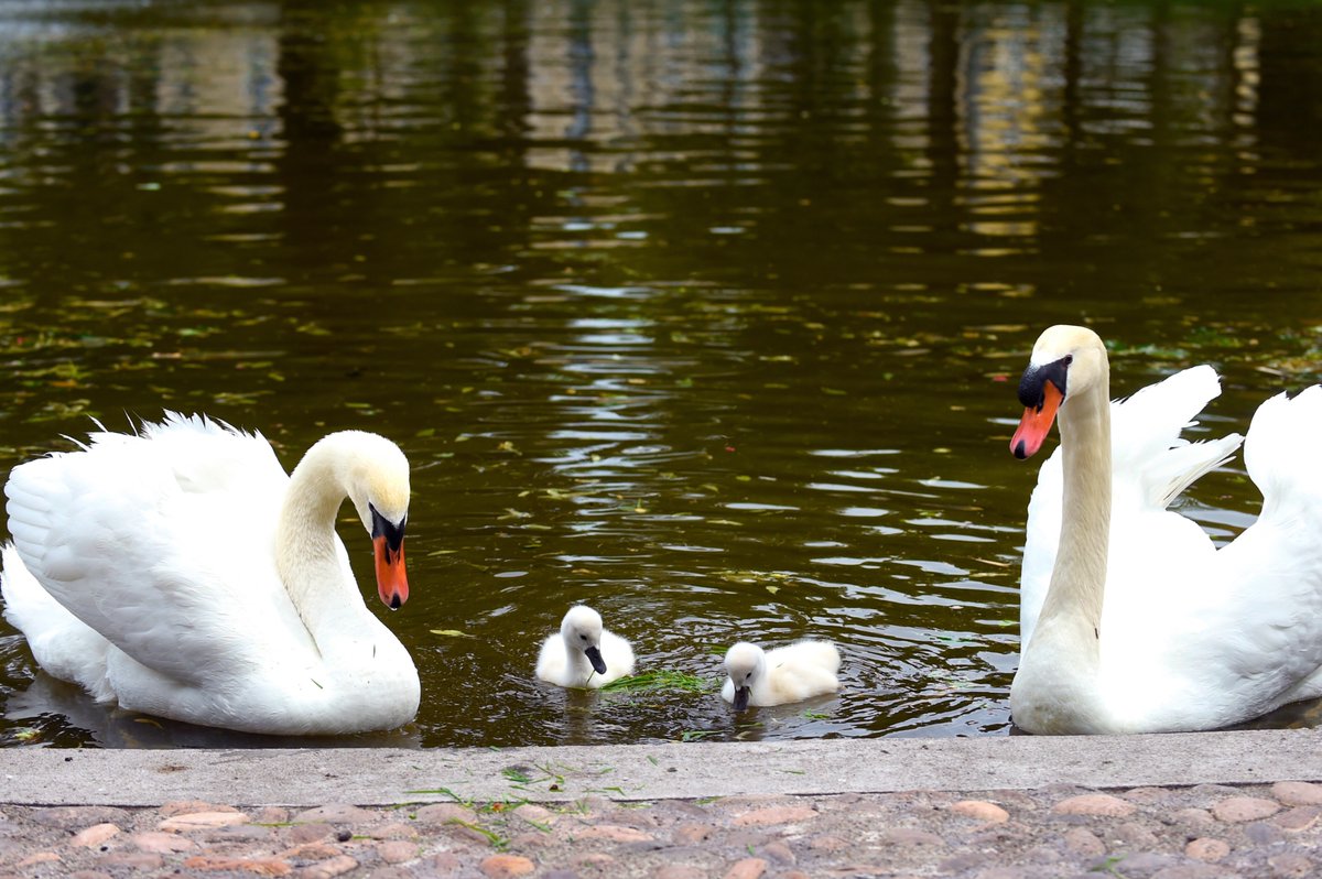 🚨Une tristesse infinie plane sur le #JardinLecoq à #ClermontFd : notre couple de #cygnes a disparu 🦢💔
La Ville a immédiatement porté plainte et mobilise tous les moyens pour les retrouver  💬