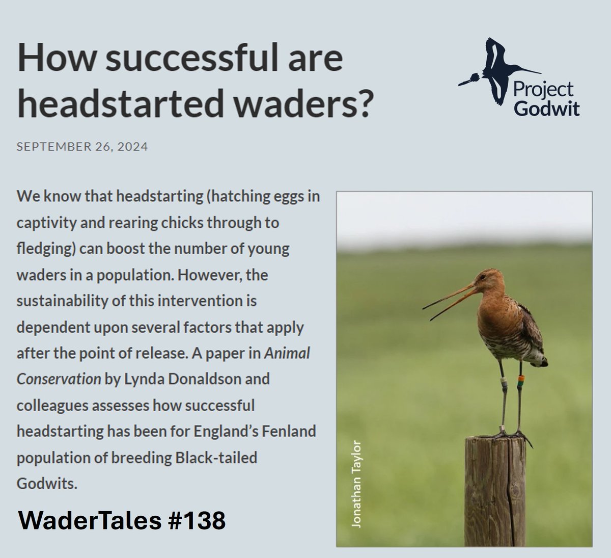 GrahamFAppleton's tweet photo. We need to know if #Curlew head-starting can make a real difference to numbers in Britain &amp; Ireland:
HEAD-STARTING CURLEW
https://t.co/wJuKqjM5de
MONITORING SUCCESS OF HEAD-STARTING (Black-t Godwits)
https://t.co/N1zD9XO0nk
Please report colour-ring sightings:
#ornithology https://t.co/e6LeA03Sa3