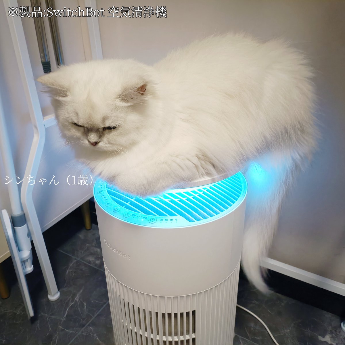 今回空気清浄機のテスト段階で、たくさんのネコちゃんにレビューして 