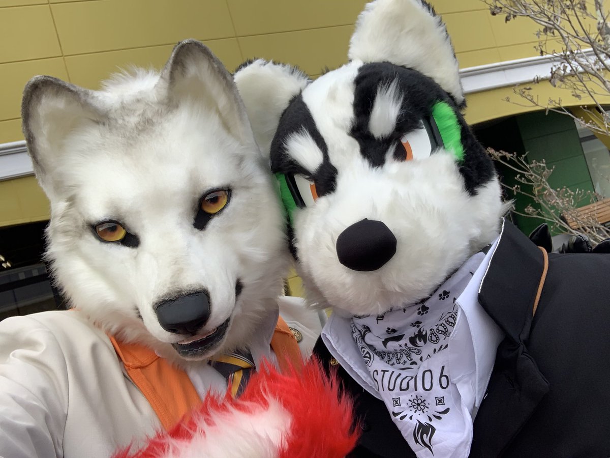 alba221101's tweet photo. 4枚目のオーナーさんごめんなさい分からない、、、届いて!!😇
最高の思い出✨🤍🐺②
#STUDIO643
#着ぐるみ300匹でmela踊ってみた
#創造トリアノン
#アルバスキー
#FursuitFriday
#FursuitsFriday https://t.co/vCcRUxODKE