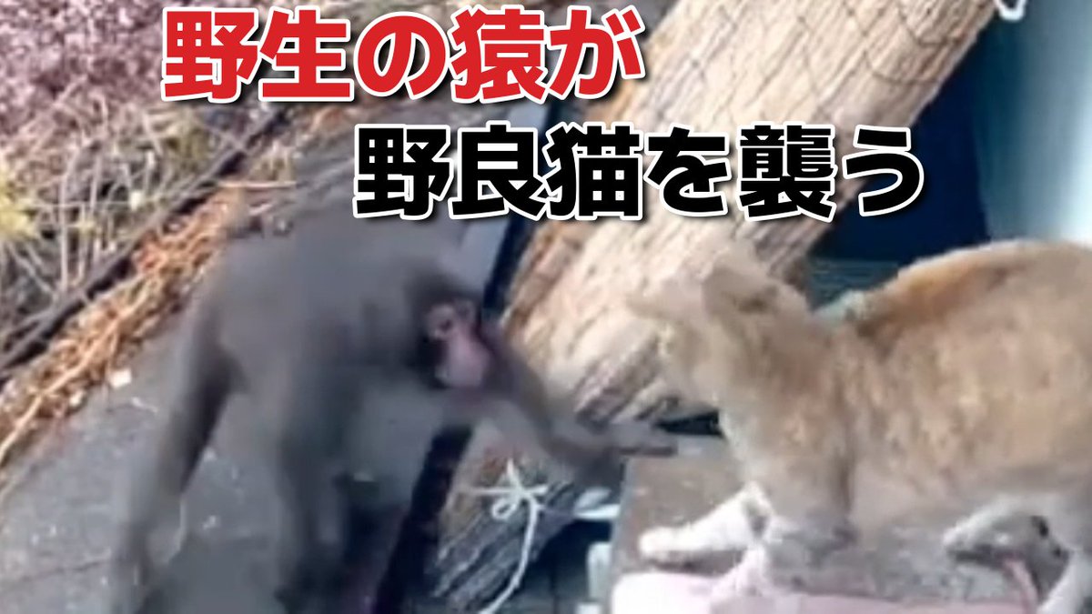 閲覧注意】野生の猿が野良猫を襲う 再編集版 曲入り https://t.co/1uhq2xLuBd @YouTubeより, image size:1200x675