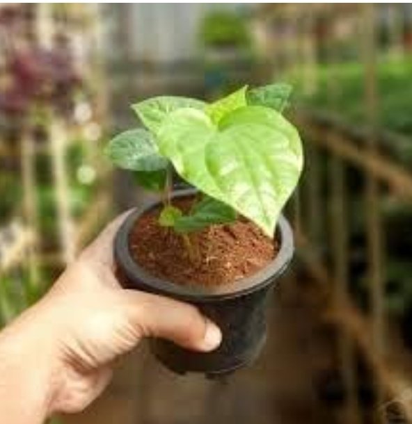 रोजाना खाना खाने के बाद पान के पत्ते का सेवन किया जाए तो पाचन से जुड़ी परेशानियां जैसे एसिडिटी और अपच से राहत मिल सकती है प्राकृतिक और एंटीबैक्टीरियल गुणों से भरपूर पान के पत्ते के सेवन के बहुत सारे फायदे हैं..☘️🌱