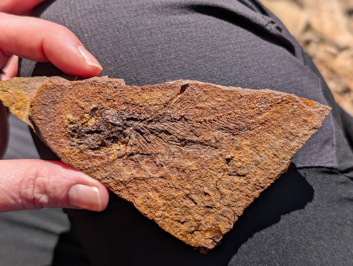 LaraSciscio's tweet photo. #FossilFish π for #FossilFriday. We've caught a Miocene (~18Ma) barbel this morning on our @JURASSICAMuseum fishing/field trip. #Armenia #fieldwork https://t.co/C6MxMsJT1D