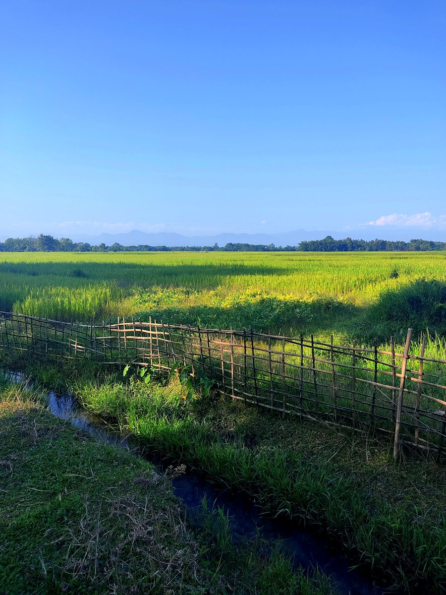 OG_Rexx01's tweet photo. NorthEast/Assam🤌🏼🌾⛰️💓 https://t.co/cABR3O0TrJ