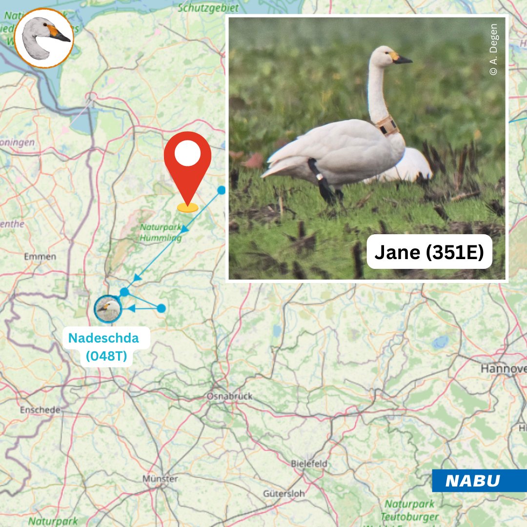 Jane (351E) + partner were spotted near Cloppenburg. They are healthy, the transmitter is not: last position was on 8/5/2024 near Tallinn.
Last winter, they spent most of their time in 🇩🇰. Now they've chosen a different route - unfortunately without data. <a href="/_hanslinssen/">Hans Linssen</a> <a href="/niooknaw/">NL Inst of Ecology</a>