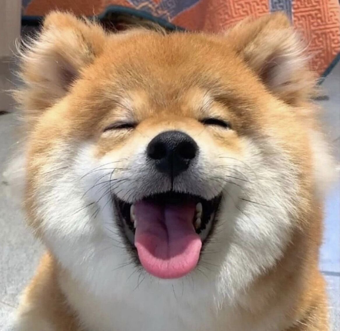 septb126's tweet photo. 🐶🐶🫳🏻 https://t.co/y6rS2HLEvR