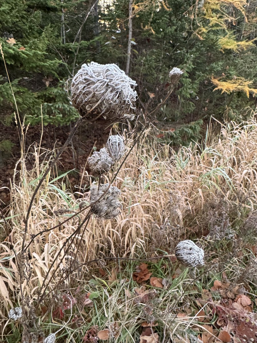 The frost has kissed the plants this morning
