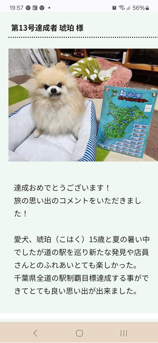 kugeru's tweet photo. 私もエゴサーチしてる広瀬アリスさんに愛犬を見て欲しい🤣ポメラニアンの『琥珀』15歳4ヶ月です🥰頑張って道の駅ピンズラリーコンプリートしました🥳 https://t.co/uYkManN0Vj