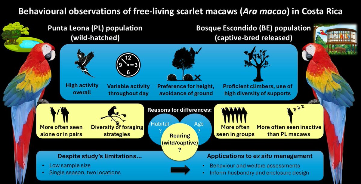 Authors conducted a 17-day study on wild scarlet macaws in Costa Rica. Found they are highly active, use diverse foraging strategies, and insights can enhance captive management.

mdpi.com/2673-5636/5/4/…