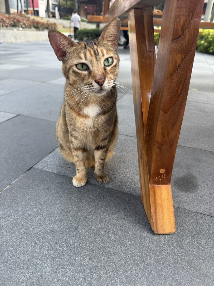 bobpadron's tweet photo. Good lady Heart is looking extra beautiful on this fine Friday! #catsofbgc https://t.co/ZG0rBt4dbE