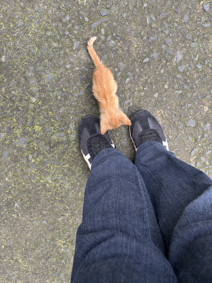 tiny cat i am not ur mom ! 😞