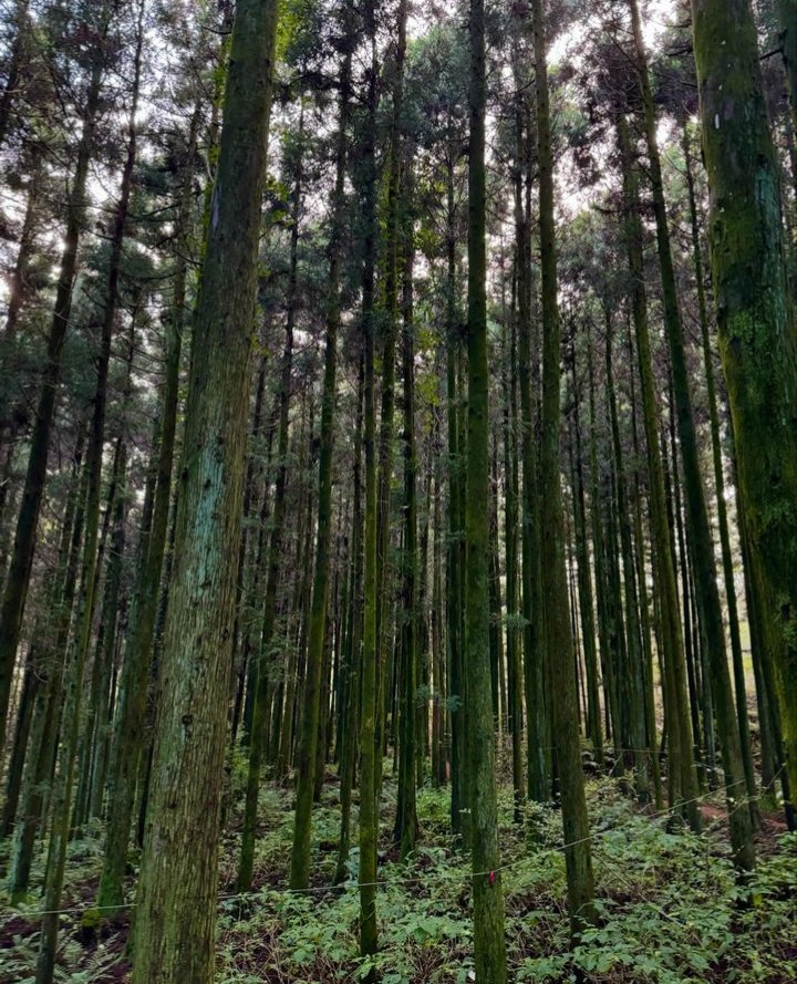 mypurplespace_'s tweet photo. So Woojin and I share the same photographer brain! 😂🌳🌳
#CubSelcaDay #CSD #CubsLoveWoojin #KIMWOOJIN #김우진 https://t.co/GUTEIwj4eB