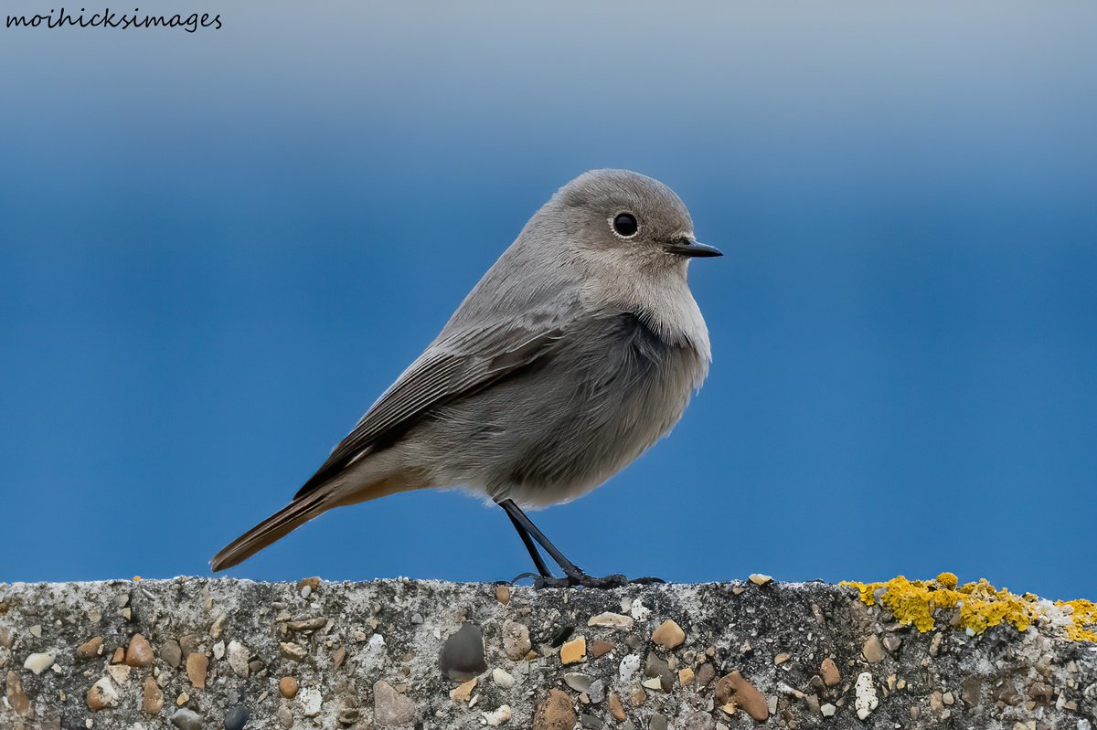 Sofa Birding (@sofabirdermoi) on Twitter photo Spent just a few hours at Dungeness. Ended up counting 7 Black- Redstart inc 1 male. 07-11-24 <a href="/RSPBDungeness/">RSPB Dungeness</a> <a href="/KentishPlover/">KOS</a> <a href="/RSPBbirders/">RSPB Birders</a> <a href="/BBCSpringwatch/">BBC Springwatch</a> Spent just a few hours at Dungeness. Ended up counting 7 Black- Redstart inc 1 male. 07-11-24 <a href="/RSPBDungeness/">RSPB Dungeness</a> <a href="/KentishPlover/">KOS</a> <a href="/RSPBbirders/">RSPB Birders</a> <a href="/BBCSpringwatch/">BBC Springwatch</a>