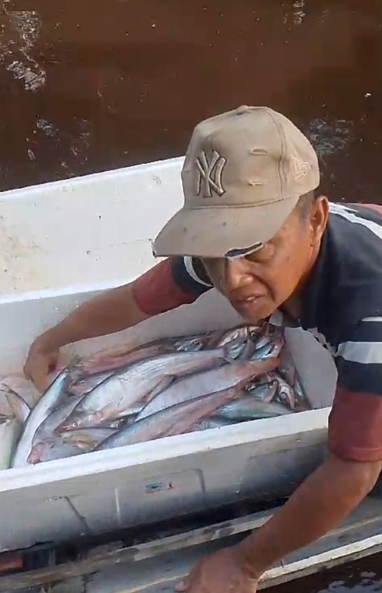 Winaecha1's tweet photo. Jumat (08/11/24), Winara Yani Luhkan Kab. Kapuas bersama Bp Unci Ds. Timpah, Kec.Timpah melaporkan hasil tangkapan ikan Lais 9 kg hrg jual 40.000 /kg dg alat tangkap perangkap/kalang
#GiatLuhkanSatminkalGONDOL  #Kapuas #Tangkap https://t.co/RijaVrS1Kw