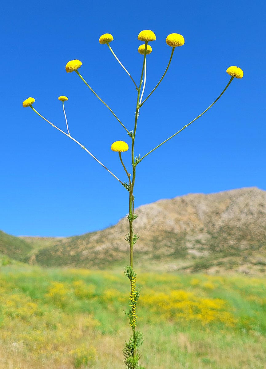 SajadAlipour98's tweet image. Tripleurospermum disciforme
Asteraceae 
Fars province,  Iran
Elevation 2600m
June 2024