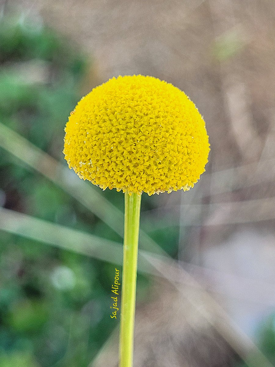 SajadAlipour98's tweet image. Tripleurospermum disciforme
Asteraceae 
Fars province,  Iran
Elevation 2600m
June 2024