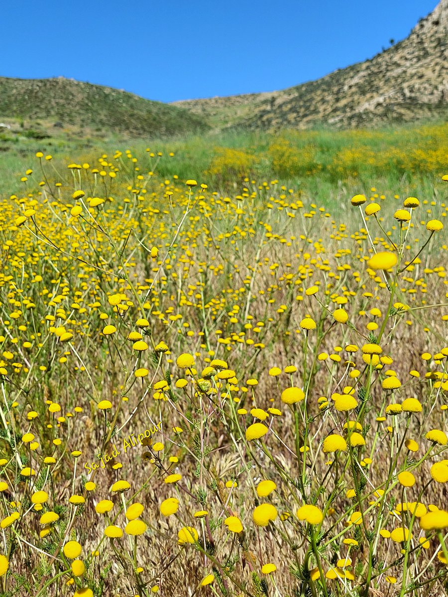 SajadAlipour98's tweet image. Tripleurospermum disciforme
Asteraceae 
Fars province,  Iran
Elevation 2600m
June 2024