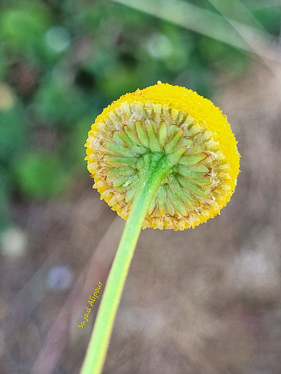SajadAlipour98's tweet image. Tripleurospermum disciforme
Asteraceae 
Fars province,  Iran
Elevation 2600m
June 2024