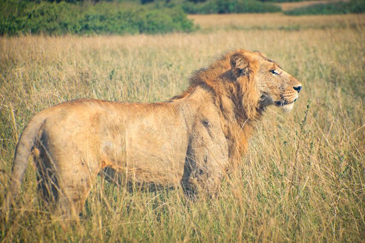 donkasule256's tweet photo. The king of the jungle spotted in Queen Elizabeth National Park Western Uganda 
@ExploreUganda @ugwildlife 
@donkasule256 📸 https://t.co/j2r2GdPBxV