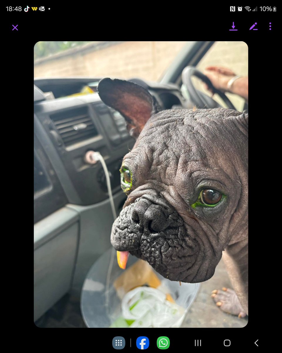 AdoptionsUk's tweet photo. Urgent, special appeal for a rescue space for 2 neglected  French Bulldogs #UK 🐶💔
These dogs need a RESCUE SPACE, not a private home. They really need some care. Please share so that someone that can help sees this in time. 
Contact if you can offer a rescue space below👇
https://t.co/BPZcfa0giw 

#FrencHBulldogs #Frenchies #adoptdontshop #Rescuedogs
@FrenchieandFF @APDAWG1 @marcthevet @Lurchersos #dogs #dog #puppy #Puppies
@lorraine @thismorning @GMB @RSPCA_official @The_Blue_Cross @BritishVets @MissingPetsGB @DogLostUK @JaneFallon @Nightowl400 @LisaClareRead2 #pets @radioleary @EamonnHolmes @AlisonHammond @DogsTrust @rosiedoc666 @DefraGovUK @susannareid100 @Battersea_ @HopeRescue @SpanielAidUK #England #London #adoptdontshop #Rescuedogs
@BBCNews @itvnews @Channel4News