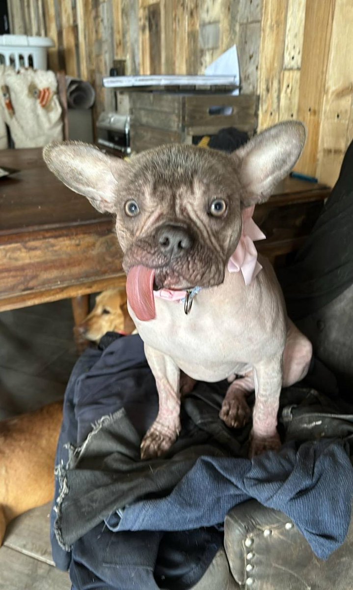 Urgent, special appeal for a rescue space for 2 neglected  French Bulldogs #UK 🐶💔
These dogs need a RESCUE SPACE, not a private home. They really need some care. Please share so that someone that can help sees this in time. 
Contact if you can offer a rescue space below👇