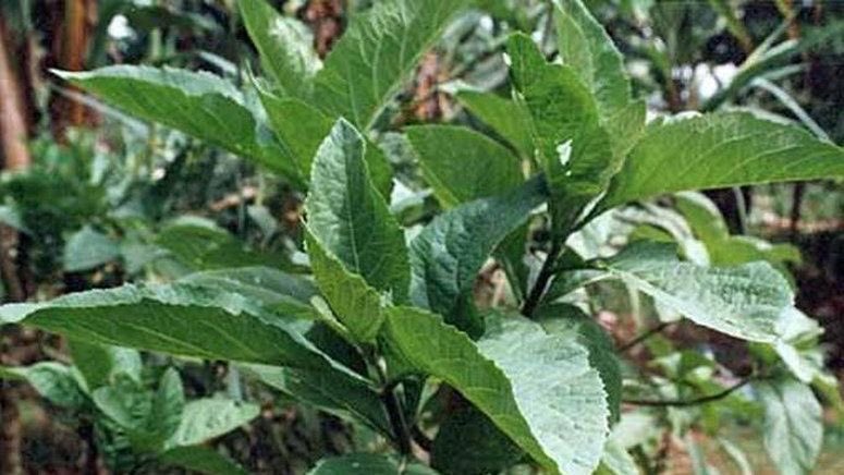 Bitter leaf (Vernonia amygdalina) has traditionally been used for malaria, fevers  &amp; digestion. It supports diabetes management, reduces inflammation and offers antioxidant protection. Known for aiding sleep, fertility and even lowering blood pressure, it’s a true natural remedy.