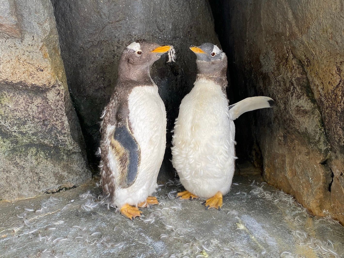 本物剥製] イワトビペンギン 身長39cm 台座付き : 良品倶楽部