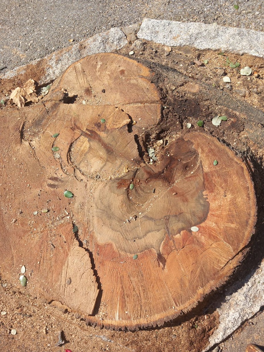 Esta enorme encina totalmente sana, que tenía el insólito valor patrimonial de sobrevivir en mitad de una calle sin tráfico de #MirafloresdelaSierra, respetada por los equipos municipales desde la dictadura a la democracia, se acaba de talar porque molestaba a algunos vecinos...