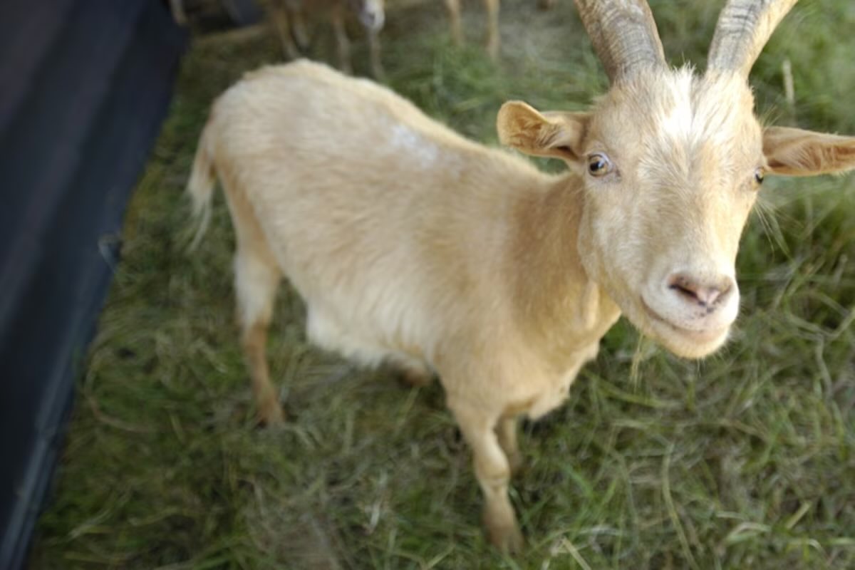 🇫🇷🐐 FLASH | Trois hommes de 21, 32 et 41 ans ont volé, égorgé et découpé en morceaux une chèvre vers 1 h du matin à Rennes, expliquant qu'ils voulaient "faire un barbecue parce qu'ils avaient faim".