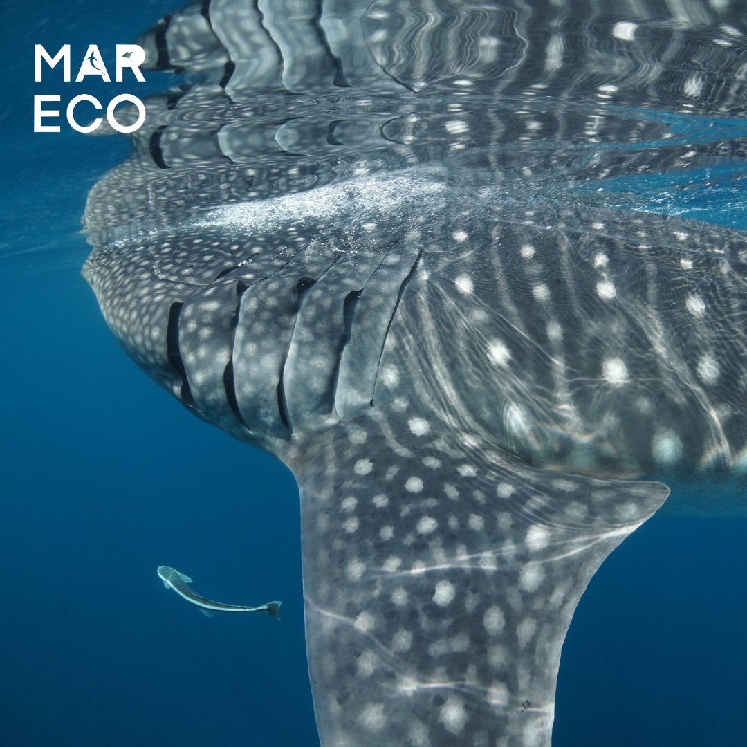 Marine Research & Conservation Foundation (MARECO) tweet media