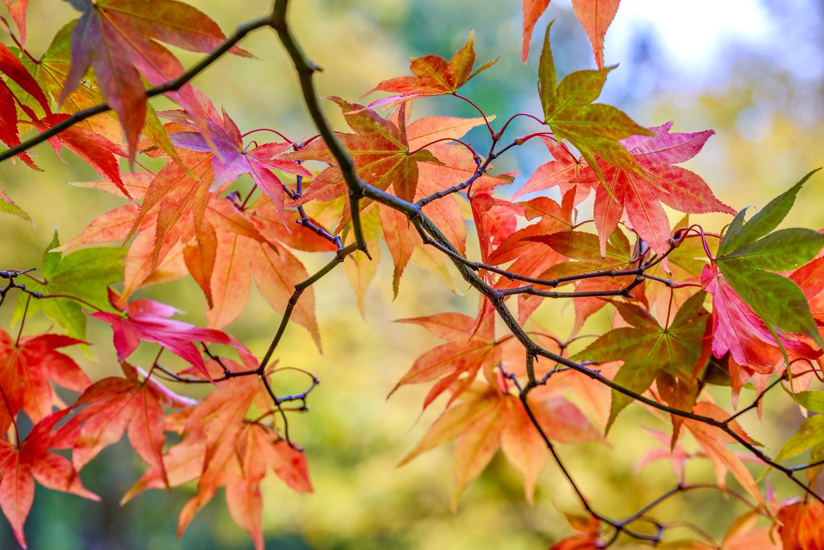 VenetiaJane's tweet photo. “What visionary tints the year puts on,
When falling leaves falter through motionless air
Or numbly cling and shiver to be gone!” - the opening lines of James Russell Lowell’s wonderfully evocative poem ‘An Indian-Summer Reverie’. #nature #poetry https://t.co/9CnZ0ay7Vn