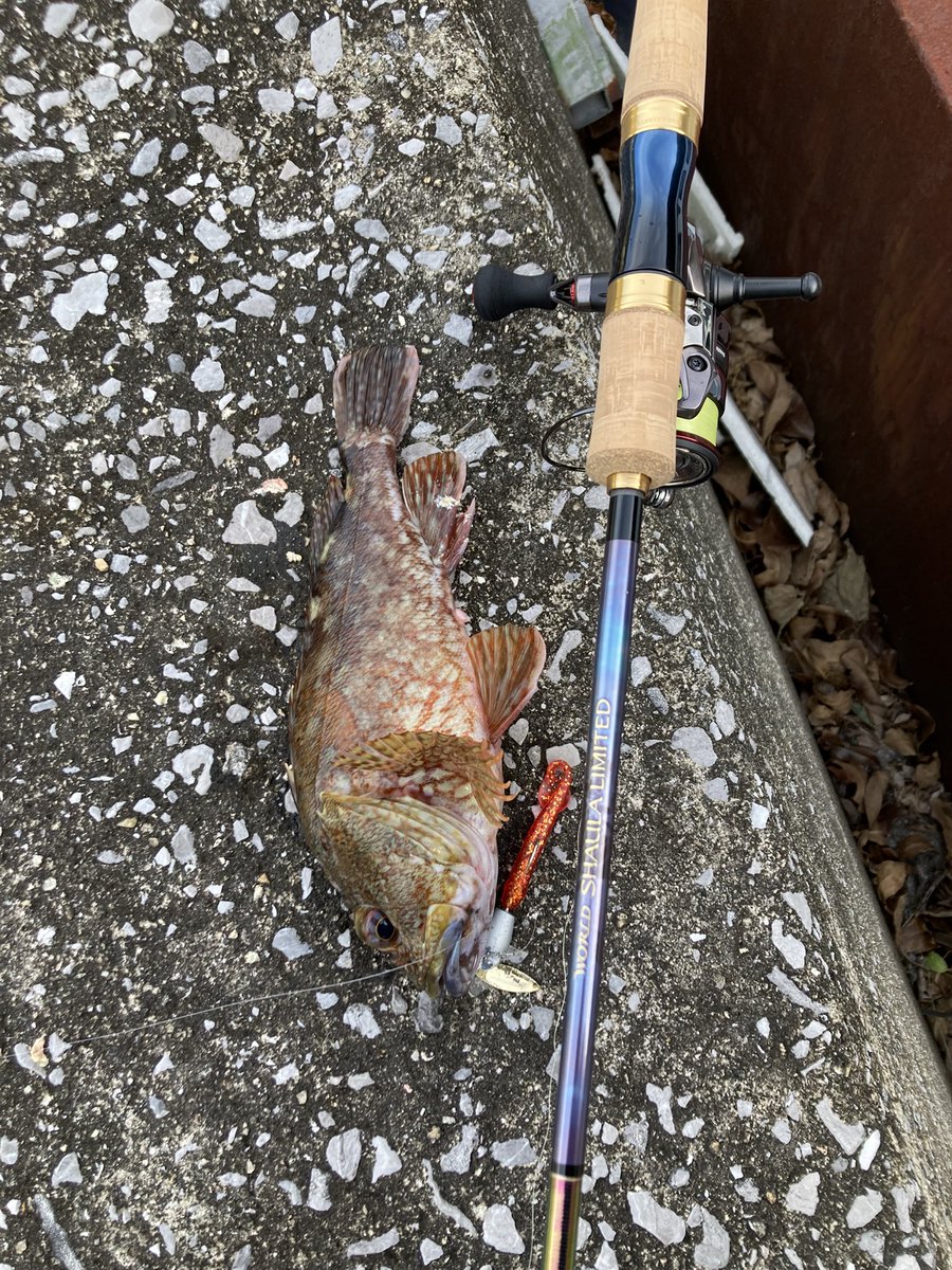 hase261's tweet photo. 今日は宇和島の港で遊びました。

オオモンハタが無限に釣れる状況でしたが、尺足らずのカサゴから始まってオオモンハタ、アカハタ、マハタ、フグ、チャリコ、セイゴと6種目達成できました。

#インクスレーベル 
#アミコン
#スワールテールシャッド https://t.co/4KuYK4cC77