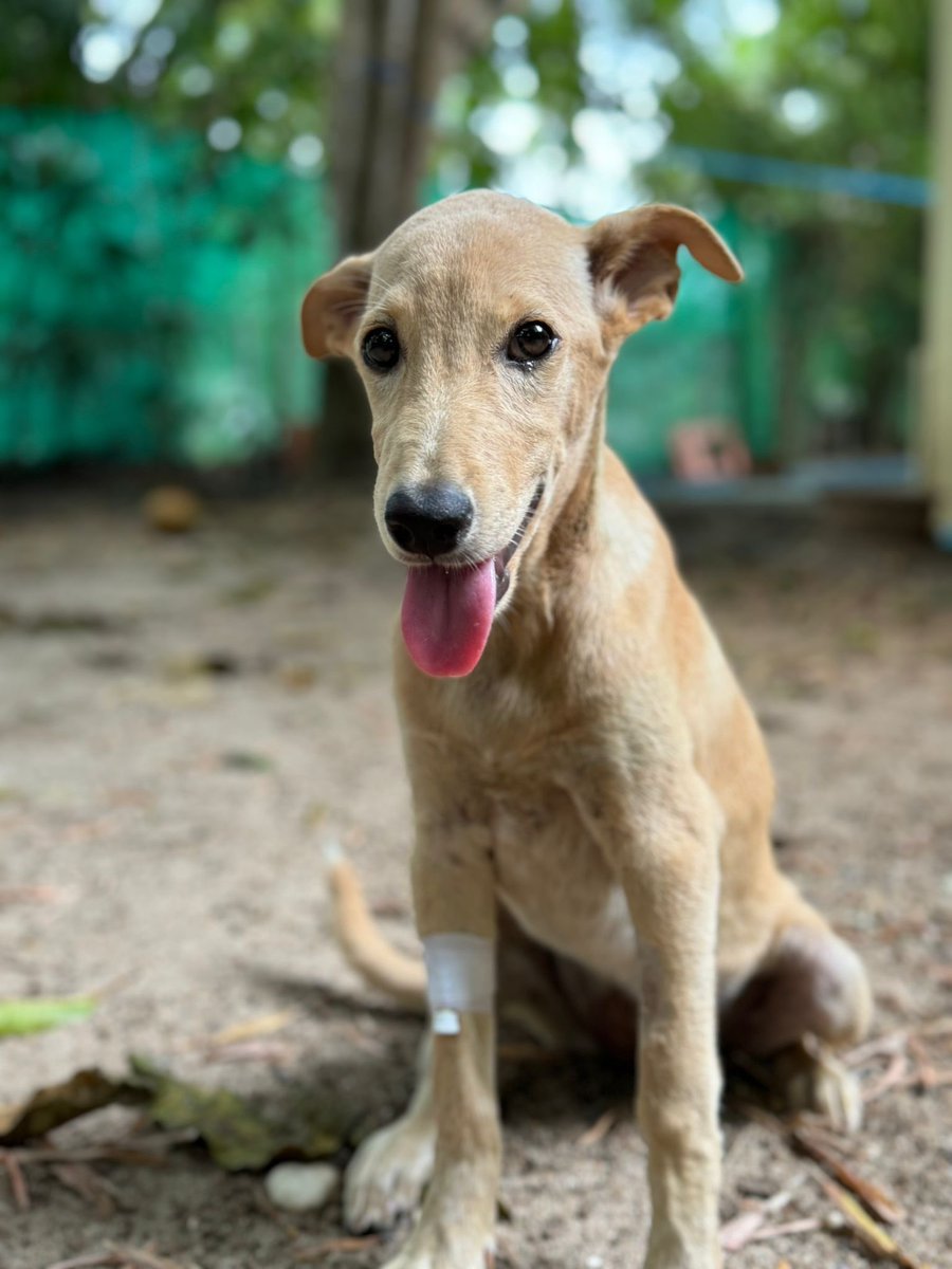 NiallHarbison's tweet photo. As she fully recovered and started to get her confidence back I set about trying to find her a home. 

There was no way we could put her back on the streets. Today she hit the jackpot… (4/7) https://t.co/DRCaIjob78
